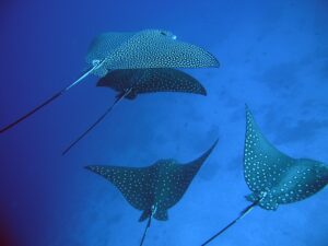 Magestic Eagle Rays